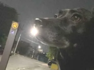 Cachorro raça SRD-ViraLata idade 5 anos nome Lola 