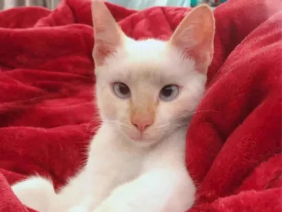 Gato raça SRD-ViraLata idade 1 ano nome princesa 