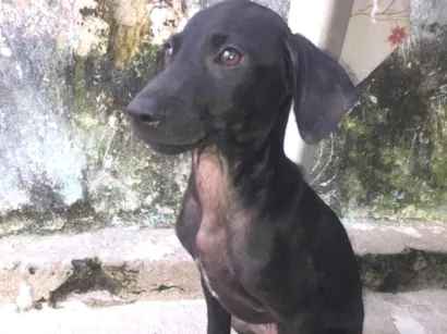 Cachorro raça SRD-ViraLata idade 2 a 6 meses nome Pretinho