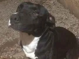 Cachorro raça Pit-Bull idade 3 anos nome Zeus