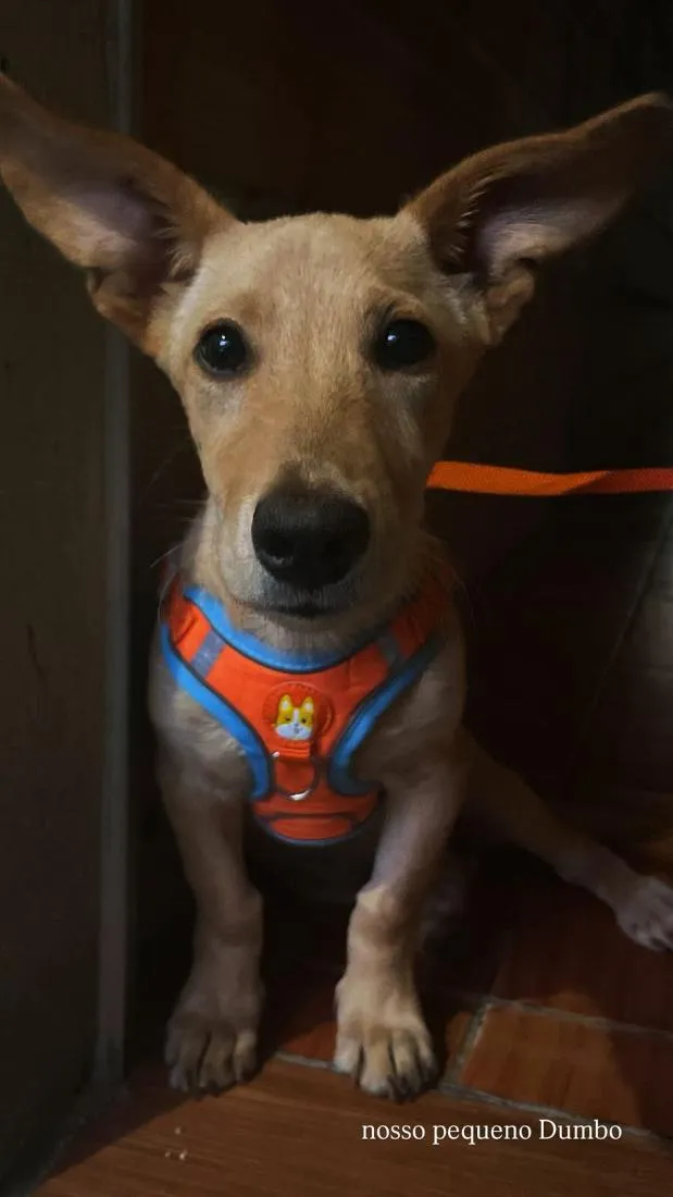 Cachorro raça SRD-ViraLata idade 2 a 6 meses nome Nicki