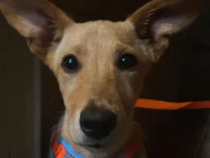 Cachorro raça SRD-ViraLata idade 2 a 6 meses nome Nicki