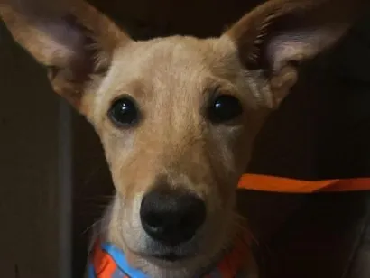 Cachorro raça SRD-ViraLata idade 2 a 6 meses nome Nicki