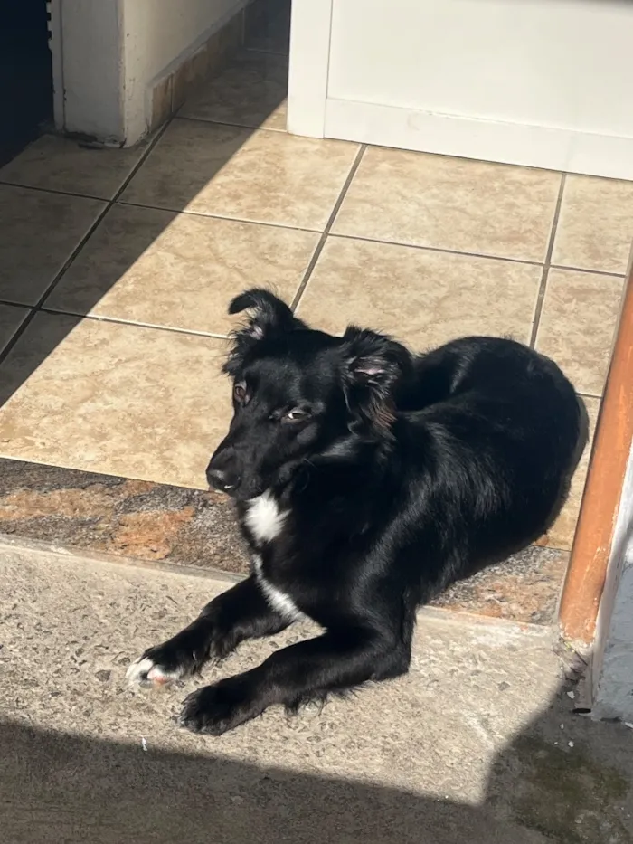 Cachorro raça SRD-ViraLata idade 7 a 11 meses nome Lucky