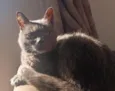 Melvi 