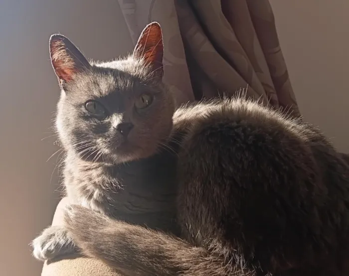 Gato raça SRD-ViraLata idade 1 ano nome Melvi 