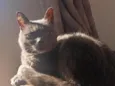 Melvi 