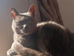 Gato raça SRD-ViraLata idade 1 ano nome Melvi 