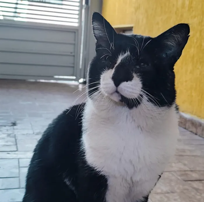 Gato raça SRD-ViraLata idade 6 ou mais anos nome Frederico 