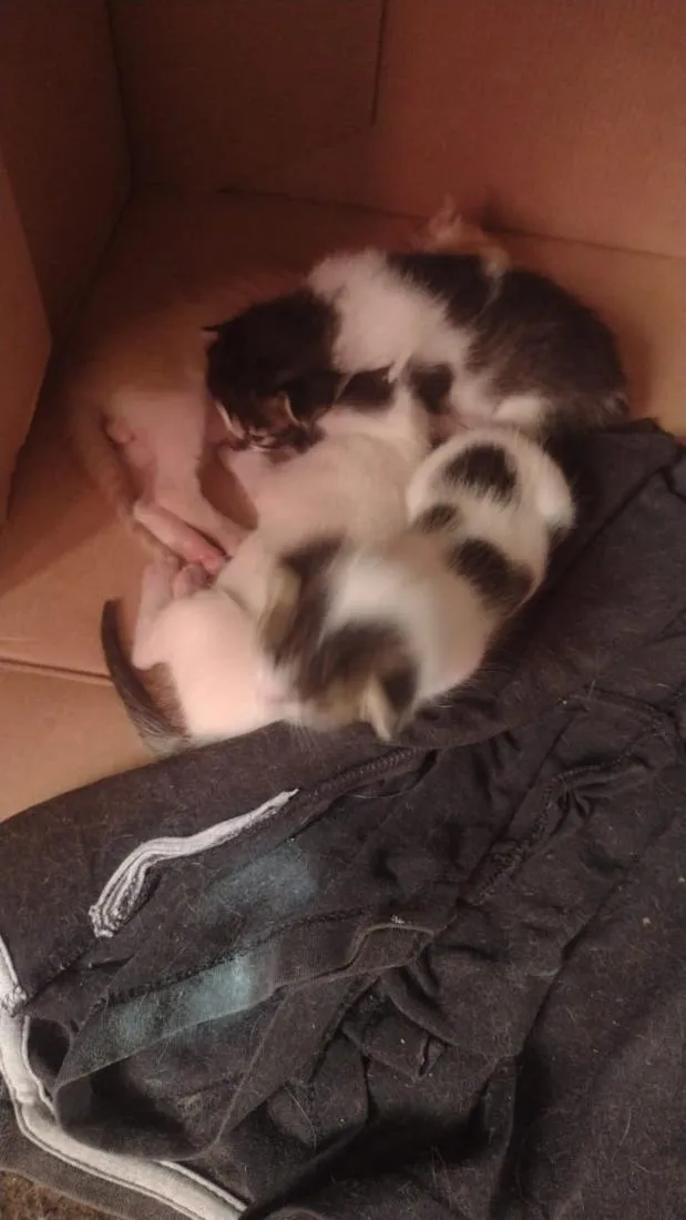 Gato raça SRD-ViraLata idade Abaixo de 2 meses nome sem nome