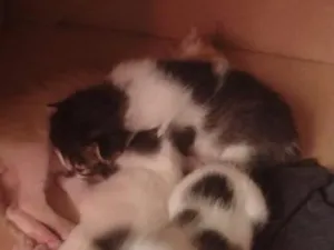 Gato raça SRD-ViraLata idade Abaixo de 2 meses nome sem nome
