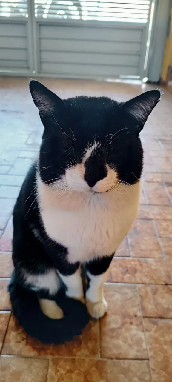 Gato raça SRD-ViraLata idade 6 ou mais anos nome Frederico 