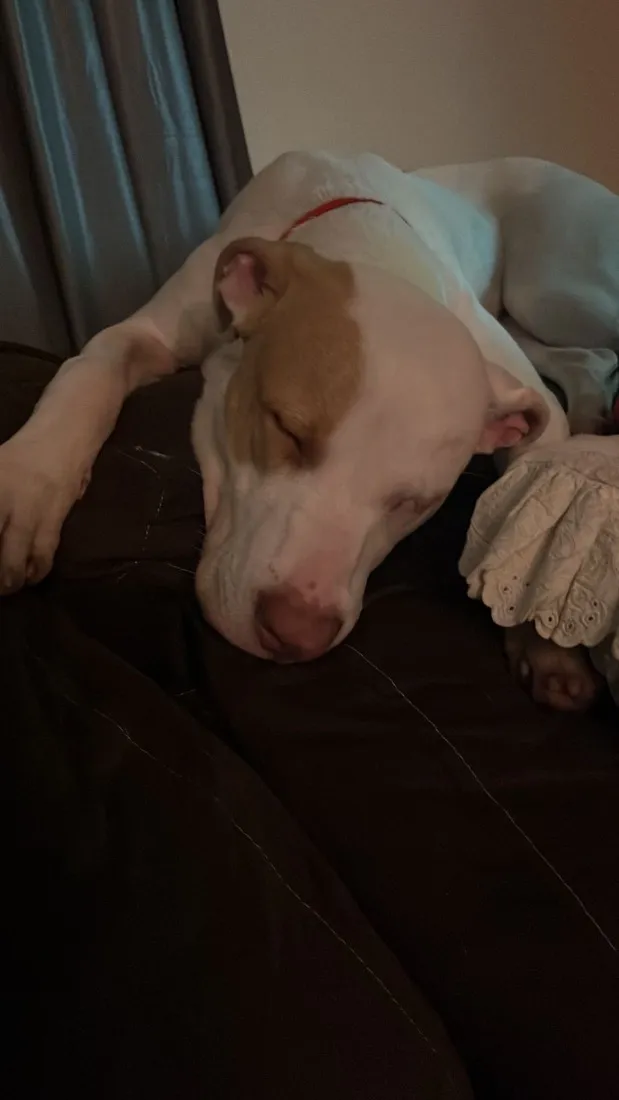 Cachorro raça Pit-Bull idade 2 a 6 meses nome Tetena