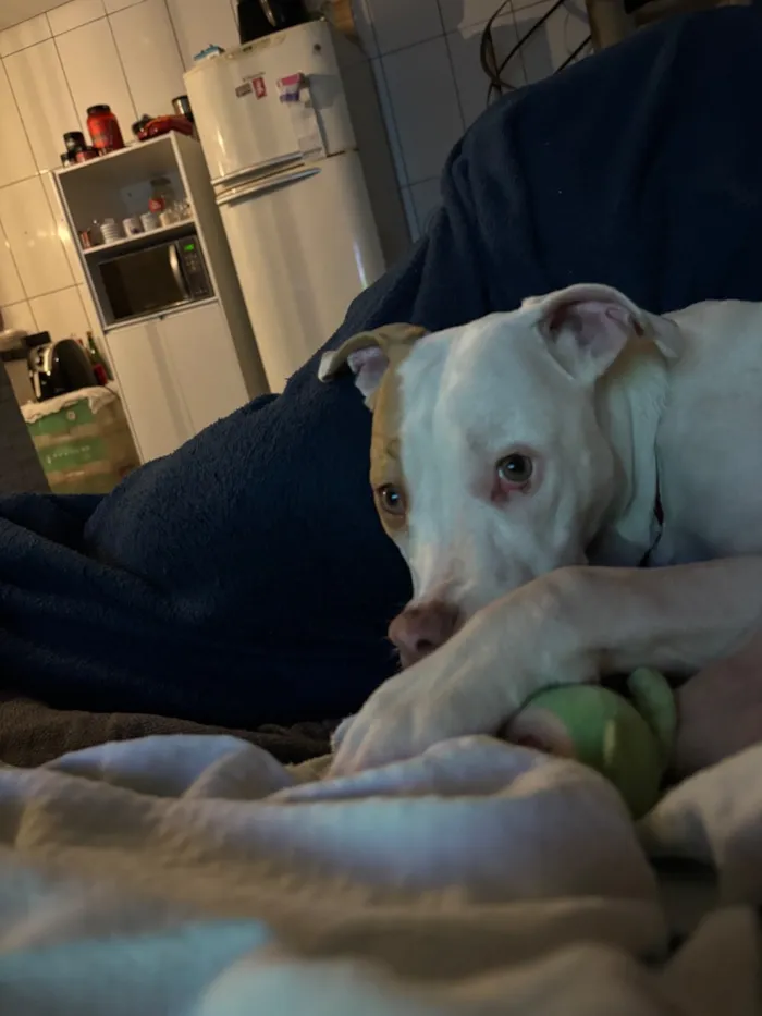 Cachorro raça Pit-Bull idade 2 a 6 meses nome Tetena