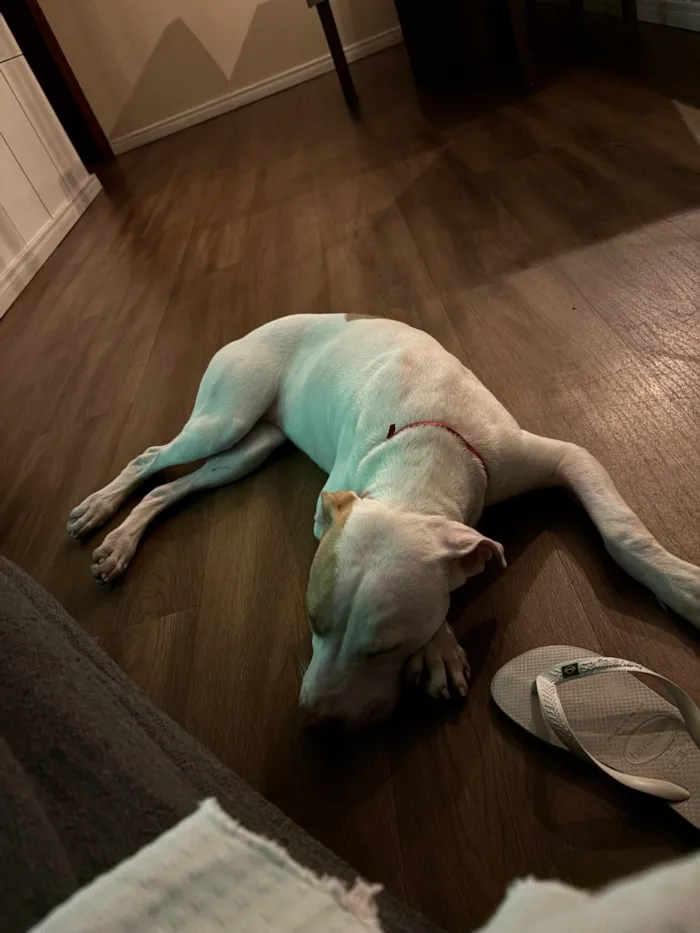 Cachorro raça Pit-Bull idade 2 a 6 meses nome Tetena