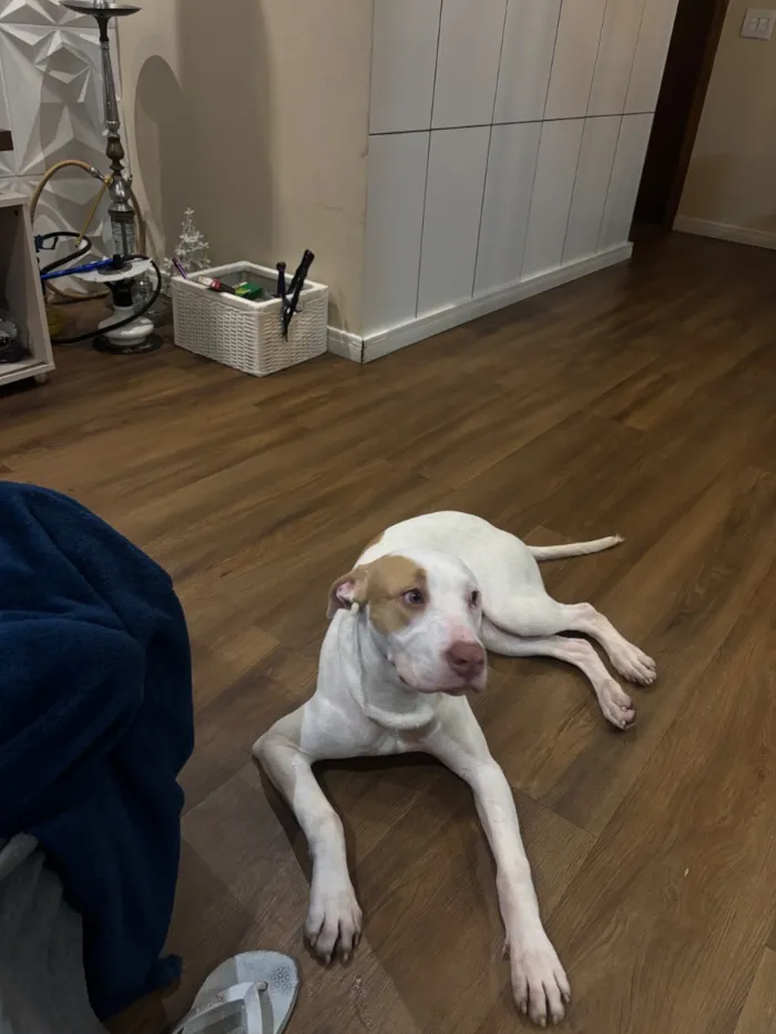 Cachorro raça Pit-Bull idade 2 a 6 meses nome Tetena