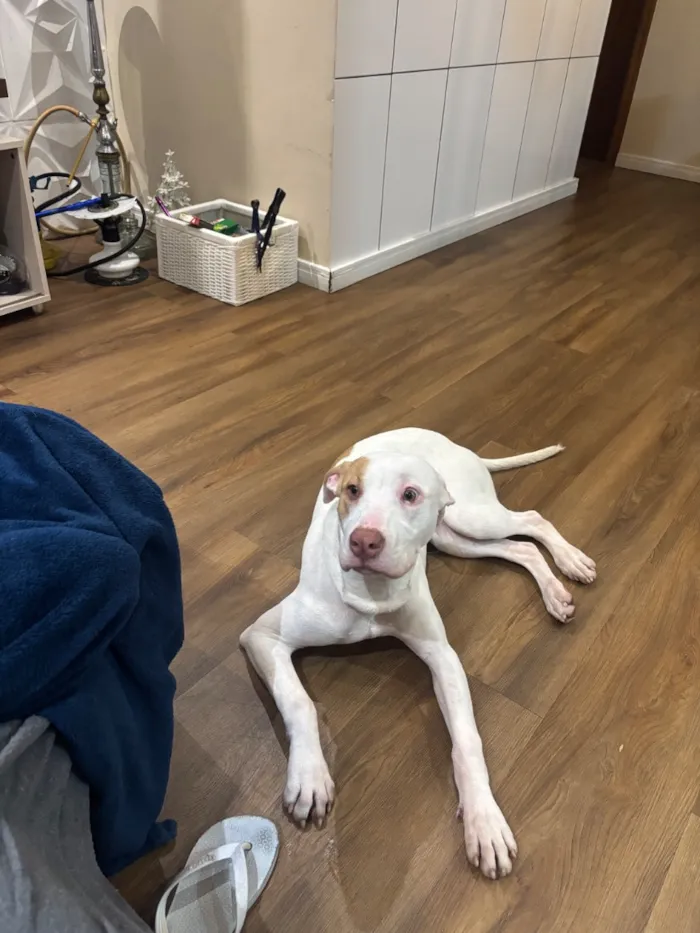 Cachorro raça Pit-Bull idade 2 a 6 meses nome Tetena