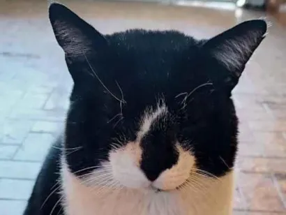 Gato raça SRD-ViraLata idade 6 ou mais anos nome Frederico 