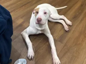 Cachorro raça Pit-Bull idade 2 a 6 meses nome Tetena