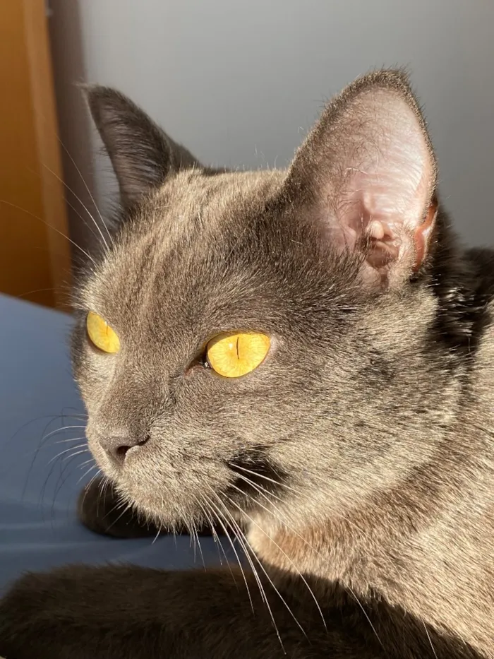 Gato raça SRD-ViraLata idade 2 anos nome Aurora