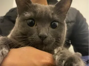 Gato raça SRD-ViraLata idade 2 anos nome Aurora
