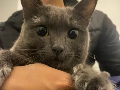 Gato raça SRD-ViraLata idade 2 anos nome Aurora