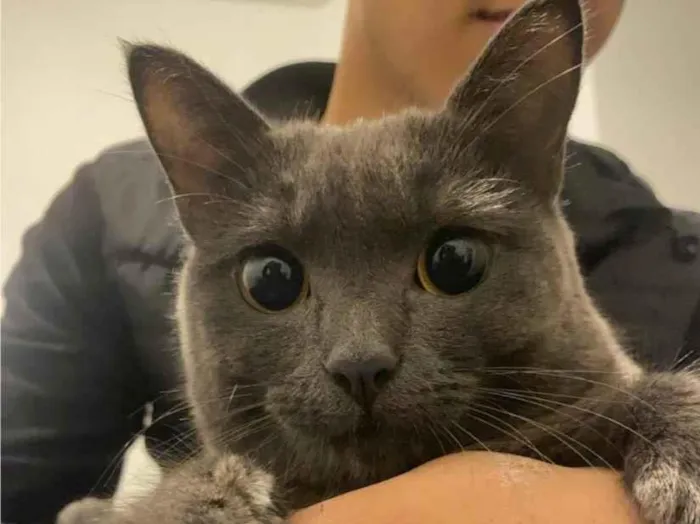 Gato raça SRD-ViraLata idade 2 anos nome Aurora