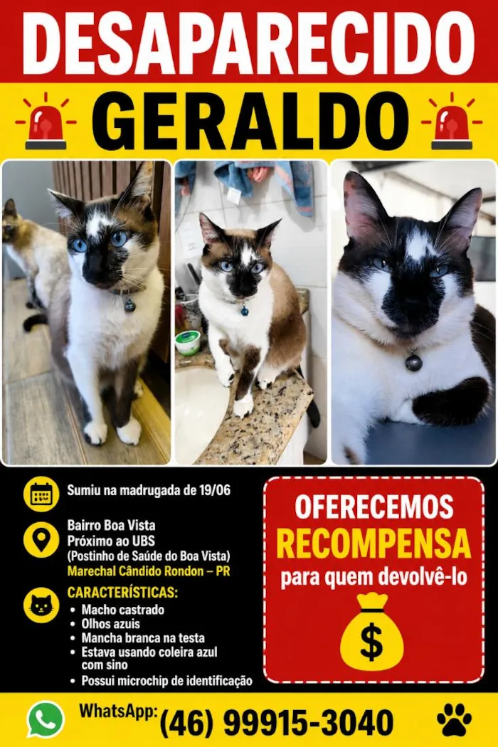 Gato raça Siamês idade 4 anos nome Geraldo