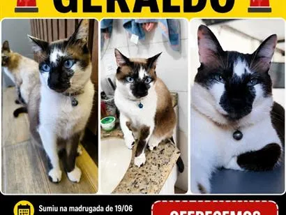 Gato raça Siamês idade 4 anos nome Geraldo