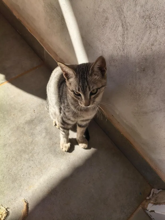 Gato raça SRD-ViraLata idade 2 a 6 meses nome Lady