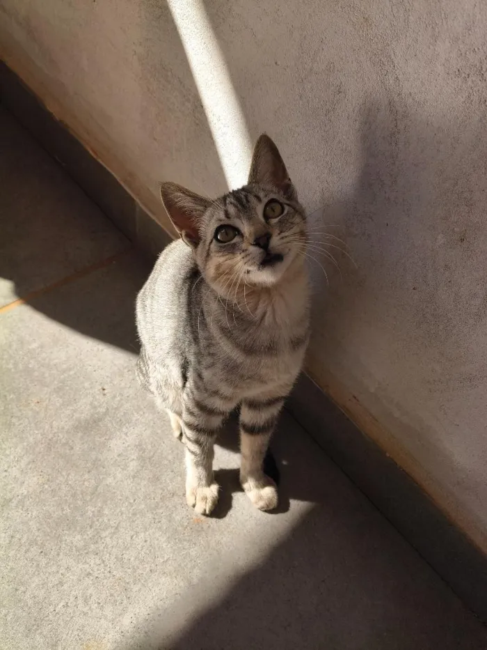 Gato raça SRD-ViraLata idade 2 a 6 meses nome Lady
