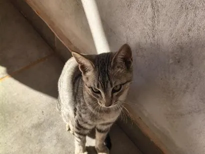 Gato raça SRD-ViraLata idade 2 a 6 meses nome Lady