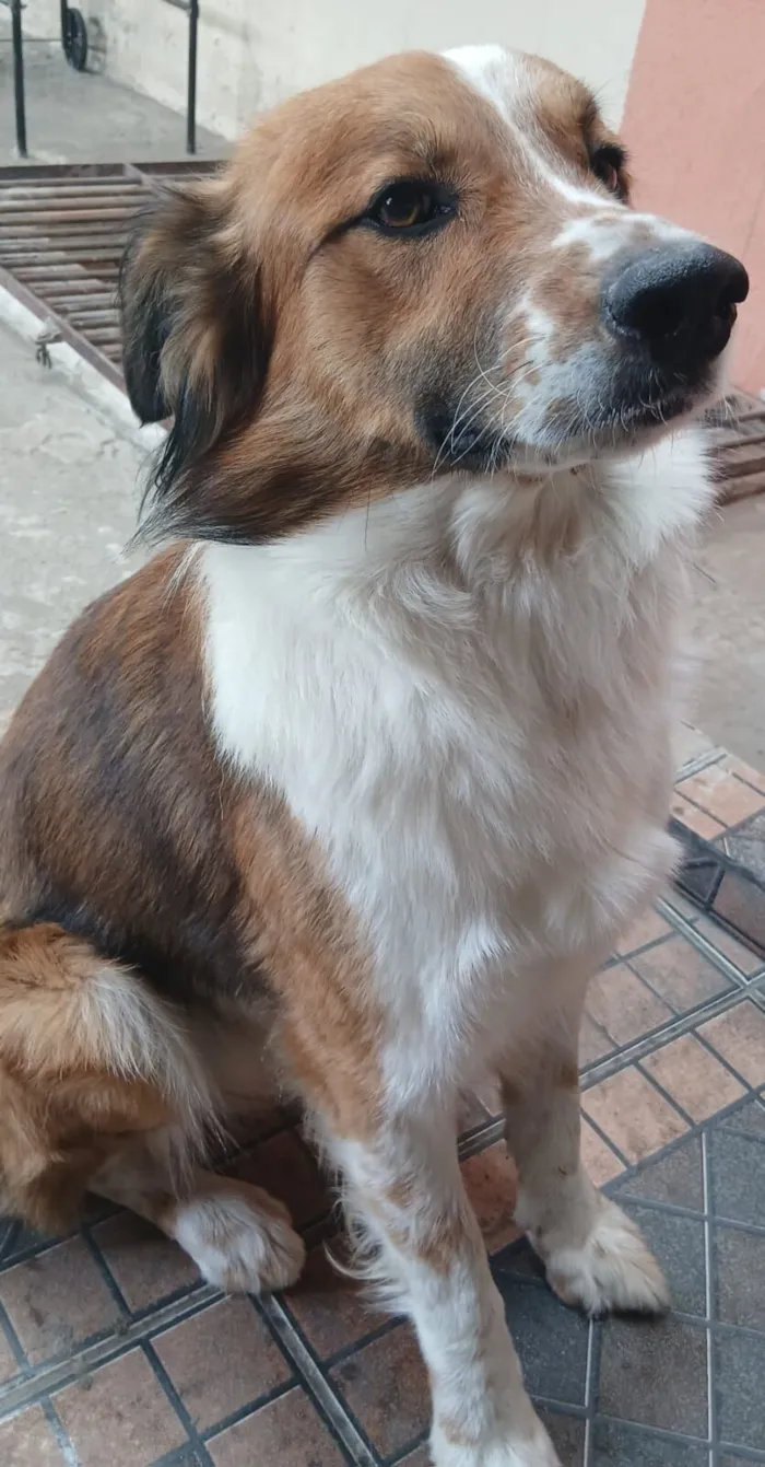 Cachorro raça SRD-ViraLata idade 3 anos nome Biggie