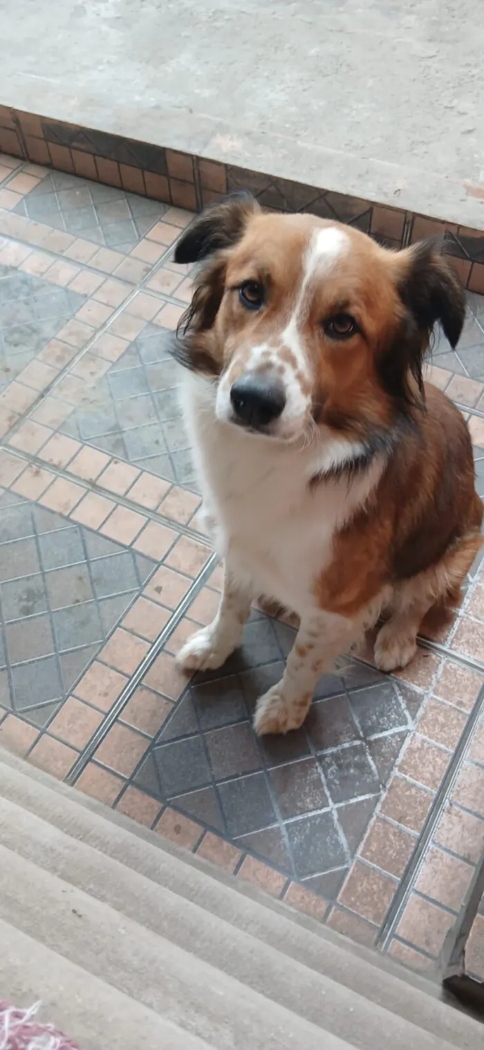 Cachorro raça SRD-ViraLata idade 3 anos nome Biggie