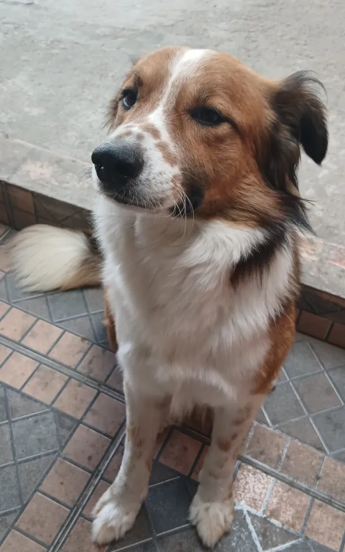 Cachorro raça SRD-ViraLata idade 3 anos nome Biggie