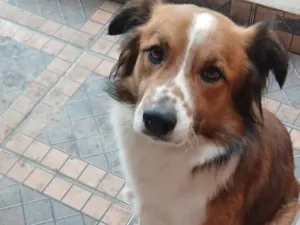 Cachorro raça SRD-ViraLata idade 3 anos nome Biggie