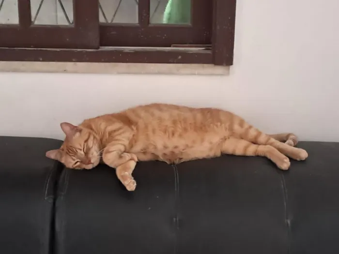 Gato raça SRD-ViraLata idade 3 anos nome Fred