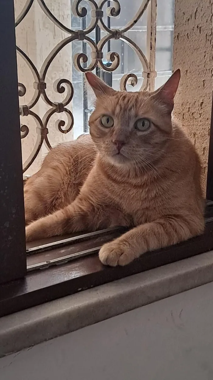 Gato raça SRD-ViraLata idade 3 anos nome Fred