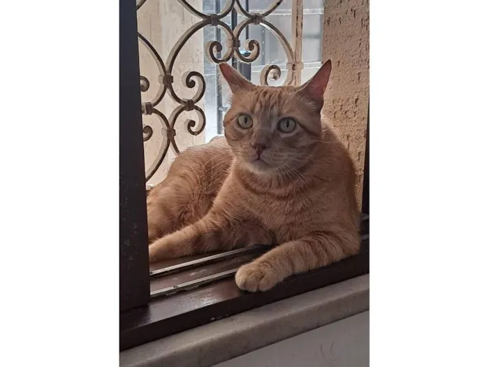 Gato raça SRD-ViraLata idade 3 anos nome Fred