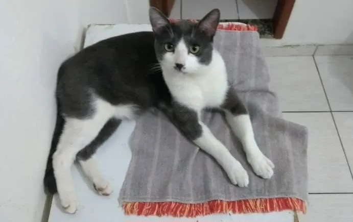 Gato raça SRD-ViraLata idade 6 ou mais anos nome Luke