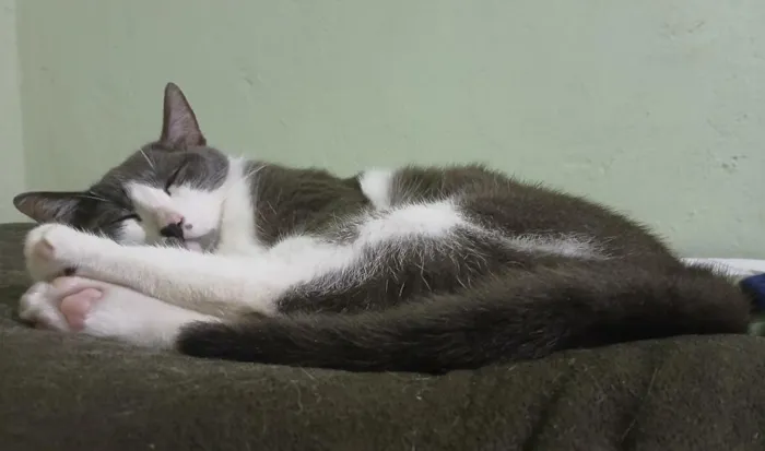 Gato raça SRD-ViraLata idade 6 ou mais anos nome Luke