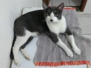 Gato raça SRD-ViraLata idade 6 ou mais anos nome Luke