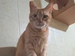 Gato raça SRD-ViraLata idade 3 anos nome Fred