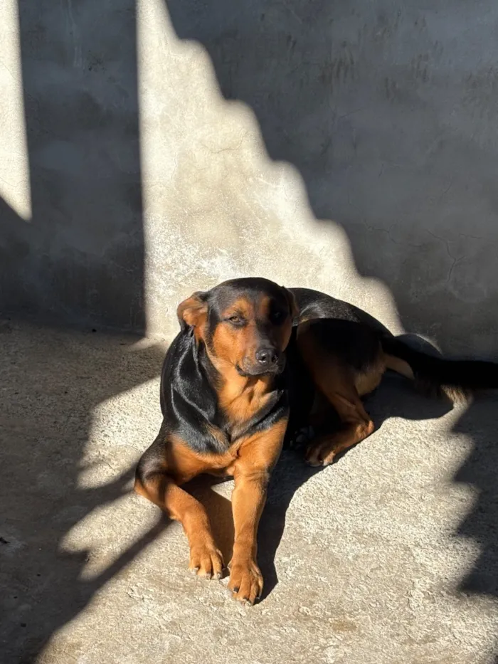 Cachorro raça SRD-ViraLata idade 4 anos nome Lua