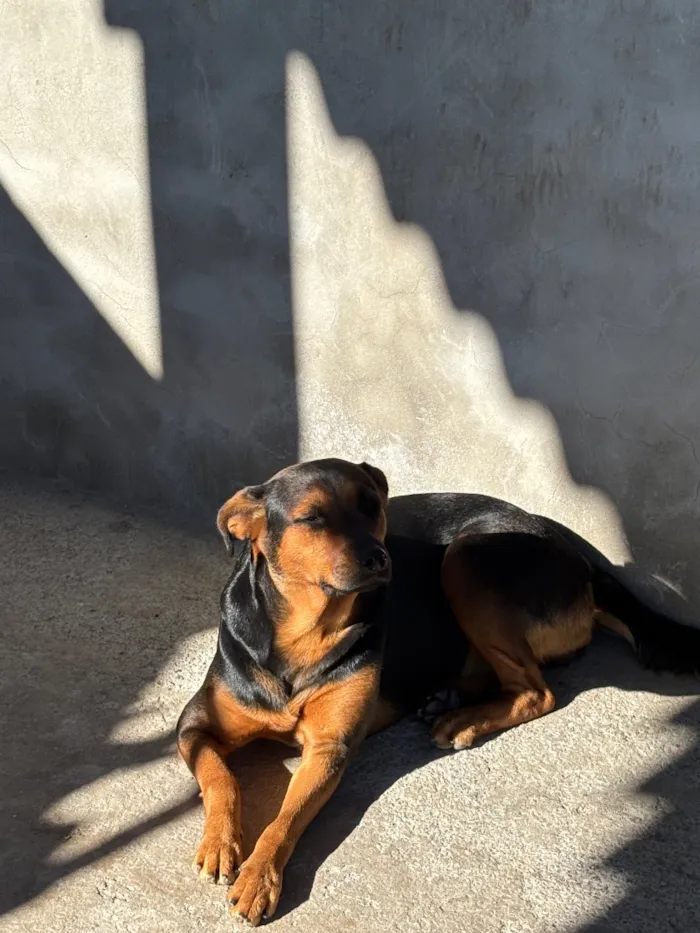 Cachorro raça SRD-ViraLata idade 4 anos nome Lua