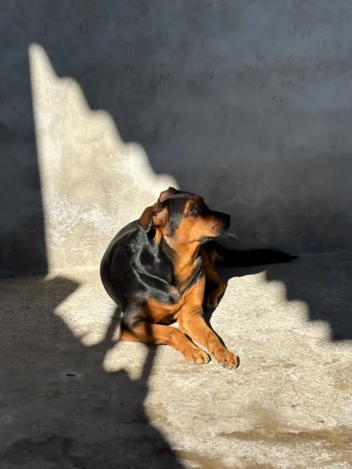 Cachorro raça SRD-ViraLata idade 4 anos nome Lua