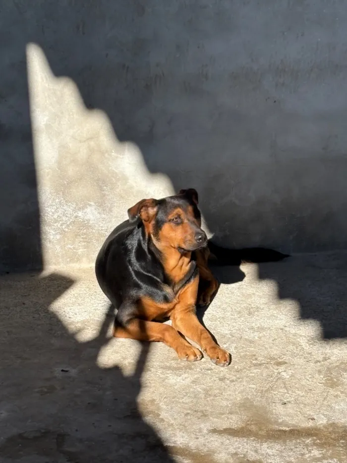 Cachorro raça SRD-ViraLata idade 4 anos nome Lua