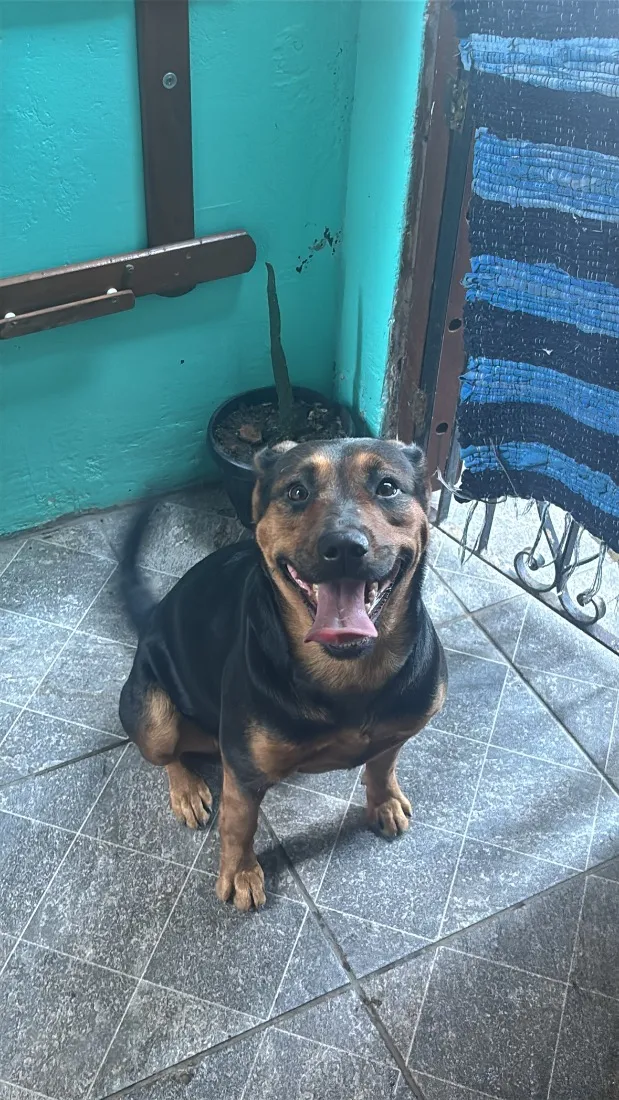 Cachorro raça SRD-ViraLata idade 4 anos nome Lua