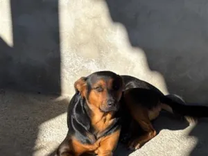 Cachorro raça SRD-ViraLata idade 4 anos nome Lua