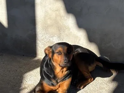 Cachorro raça SRD-ViraLata idade 4 anos nome Lua